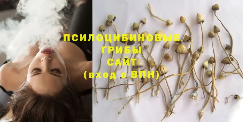 Галлюциногенные грибы Magic Shrooms  гидра как зайти  Старая Русса 